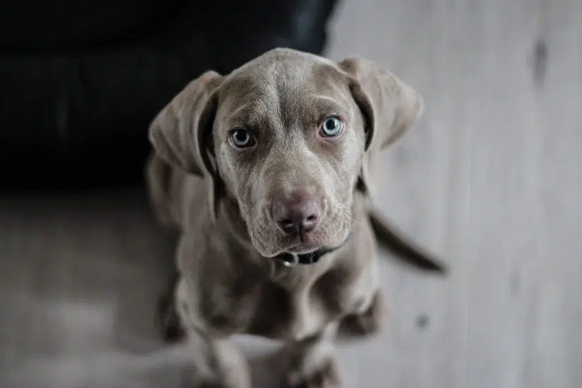 Image for Regulations on Rover: Understand Your Local Dog Bite Laws post