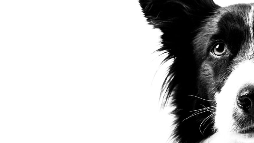 dog in dog bite case