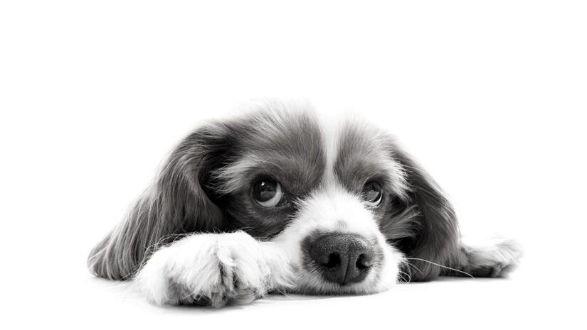 dog after dog attack on victim