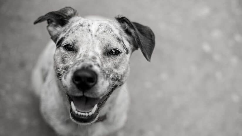 dog after biting dog bite victim