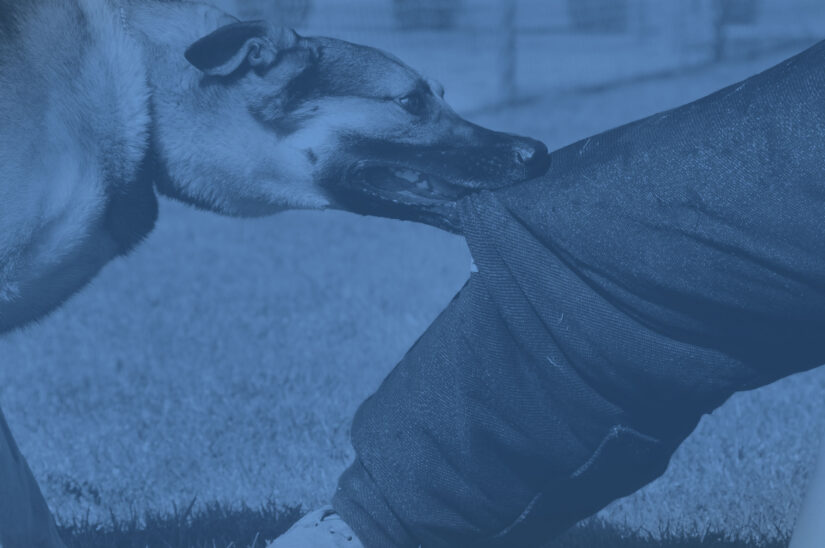 Bitten by a Dog in Missouri? Here are Your Legal Rights. Image for Bitten by a Dog in Missouri? Here are Your Legal Rights. post