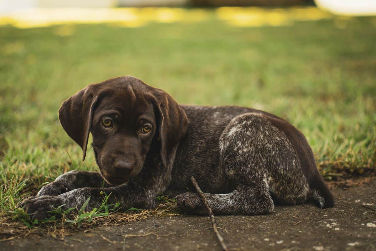 hunting puppy